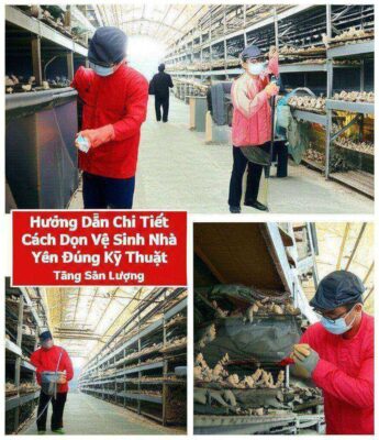 Hướng Dẫn Chi Tiết Cách Dọn Vệ Sinh Nhà Yến Đúng Kỹ Thuật Tăng Sản Lượng